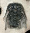 Giant Leonaspis Trilobite - Great Prep #17291-3